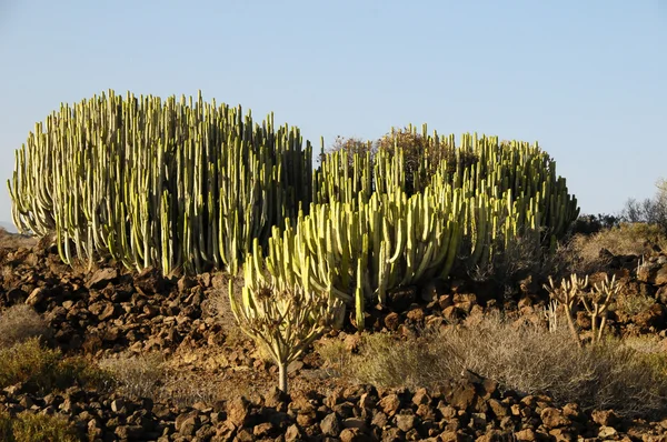 Großer grüner Kaktus in der Wüste — Stockfoto