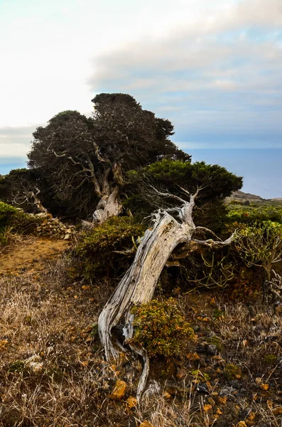 Árvore de zimbro rosnada moldada pelo vento — Fotografia de Stock