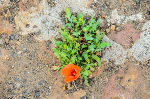 ケシの花 — ストック写真