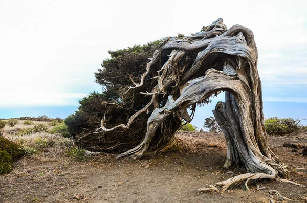 Gnarled jeneverbes boom gevormd door de wind — Stockfoto