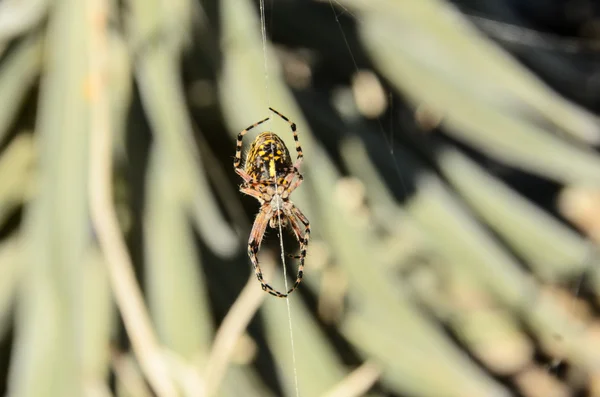 Aranha e teia — Fotografia de Stock