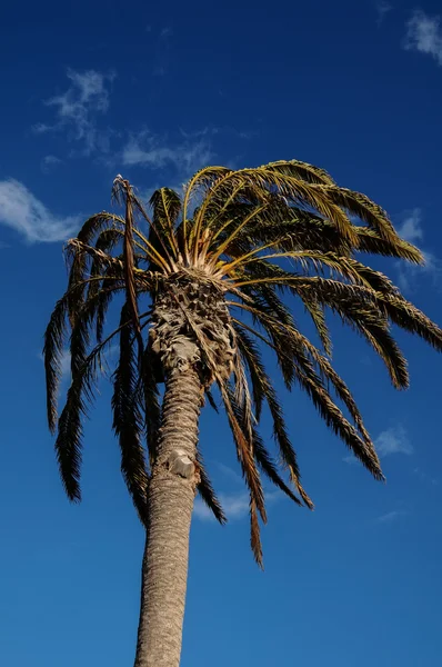 棕榈树在风中 — Zdjęcie stockowe