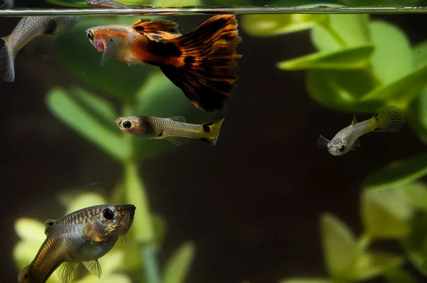 Ikan Berwarna Multi Guppy — Stok Foto