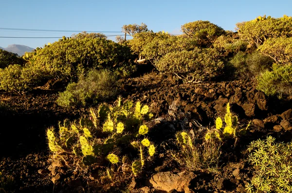 Cactus in de woestijn — Stockfoto