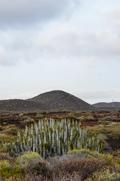 Cactus nel deserto — Foto Stock