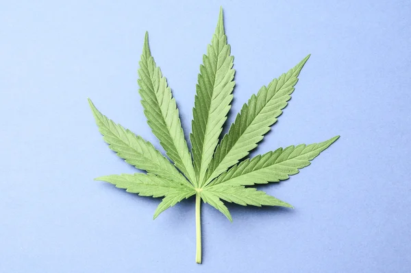Cannabis Leaf — Stock Photo, Image