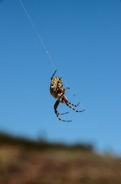 Pavouk a web — Stock fotografie