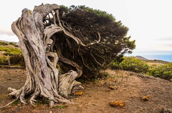 Gnarled Juniper Tree Shaped By The Wind — Stock Photo, Image