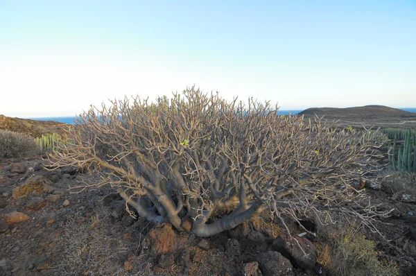 Etli bitki kaktüs kuru çöl üzerinde — Stok fotoğraf