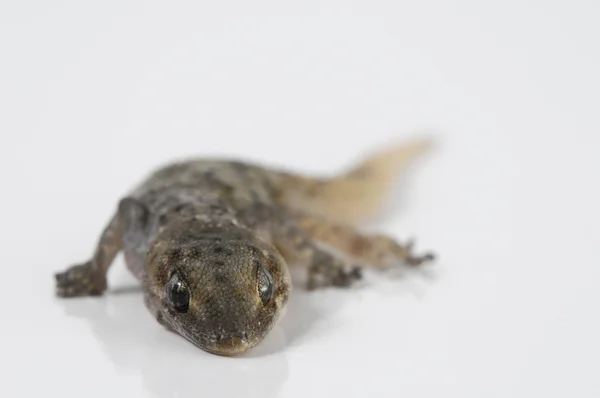 Gecko Lizard — Stock Photo, Image