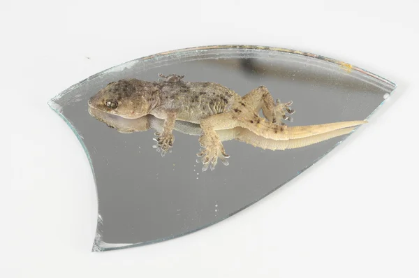 Um pequeno lagarto Gecko e espelho — Fotografia de Stock