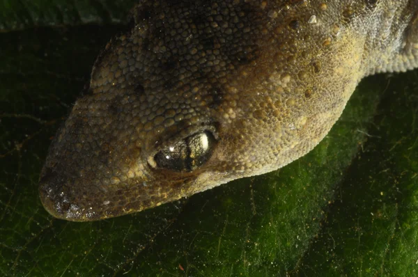 Gecko hagedis en blad — Stockfoto