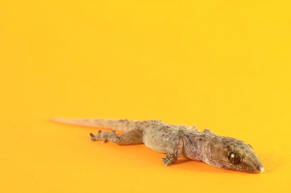 Lagarto gecko cinza — Fotografia de Stock