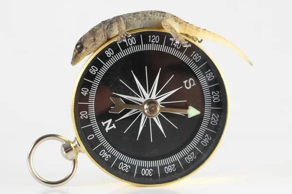 Gecko Lizard and Compass — Stock Photo, Image