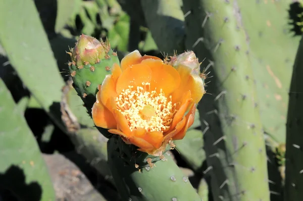 Kaktusblüte — Stockfoto