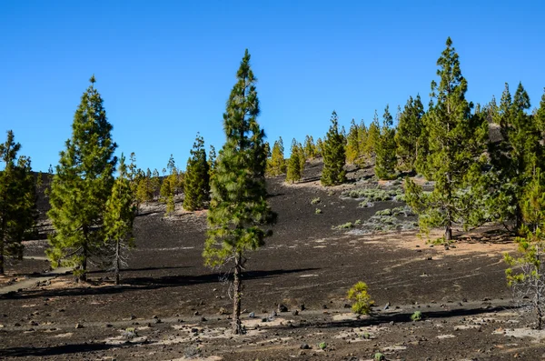 Bosque en el Parque Nacional del Teide Tenerife — Foto de Stock