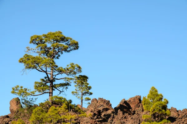 Lesa v národním parku Teide Tenerife — Stock fotografie