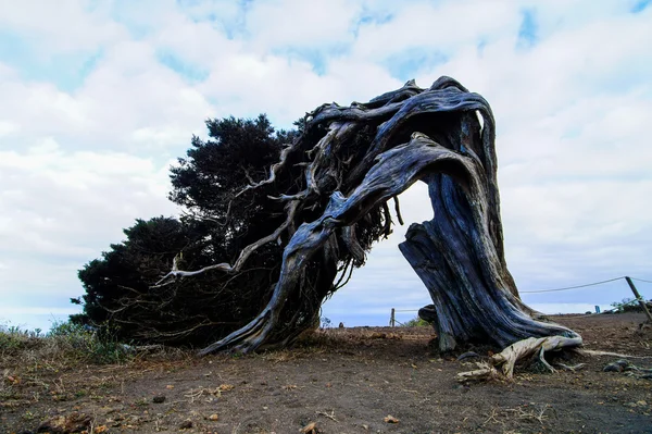 Gnarled Juniper Tree Shaped By The Wind — Stock Photo, Image