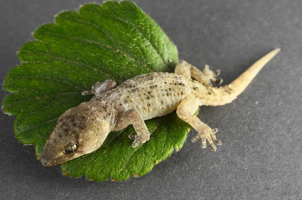 Gecko Kertenkele ve Yaprak — Stok fotoğraf