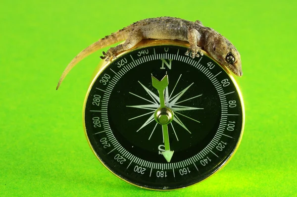 Gecko Lizard and Compass — Stock Photo, Image