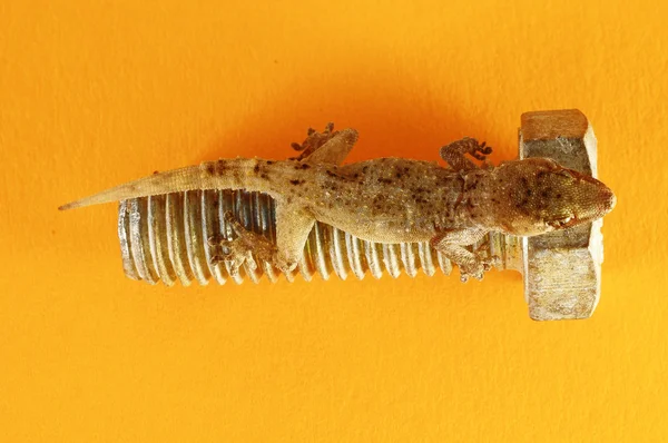 Gecko lizard en schroef — Stockfoto