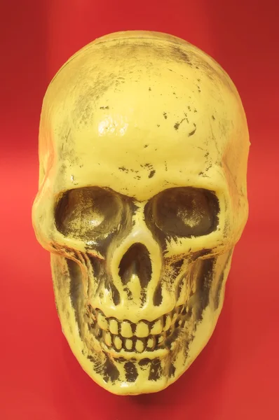 Yellow Skull — Stock Photo, Image