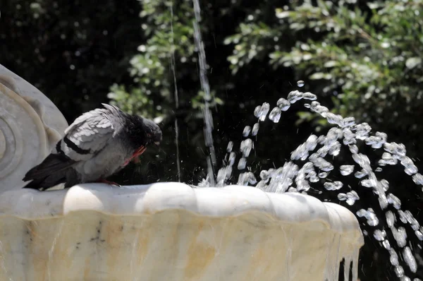 Water splashing out of a Marble Fountain — Stock Photo, Image