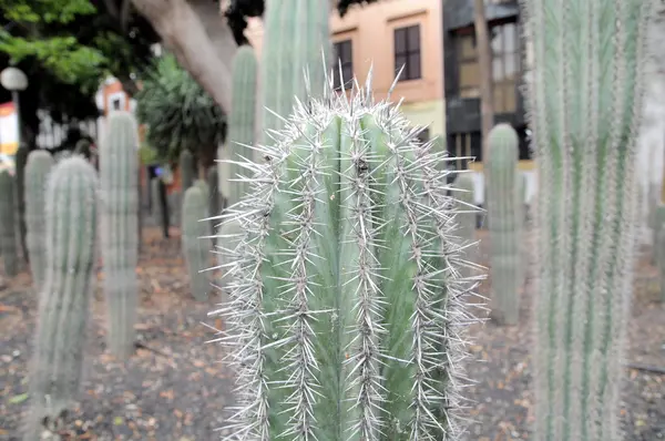 Plantas verdes suculentas —  Fotos de Stock