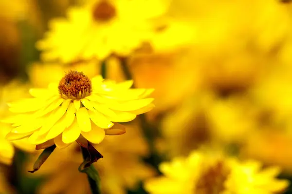 Gekleurde bloemen — Stockfoto