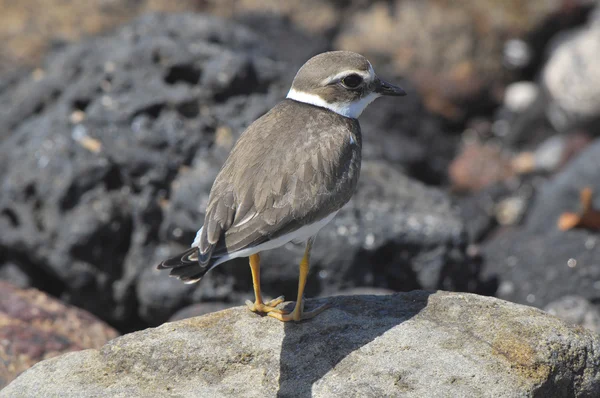 Vuxen Kentish Plover vatten fågel — Stockfoto