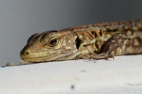 Makro malá ještěrka — Stock fotografie