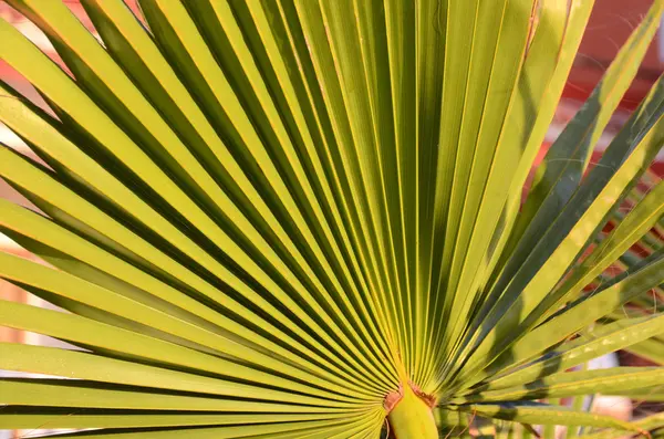 Yeşil Palmiye yapraklarının dokuları — Stok fotoğraf