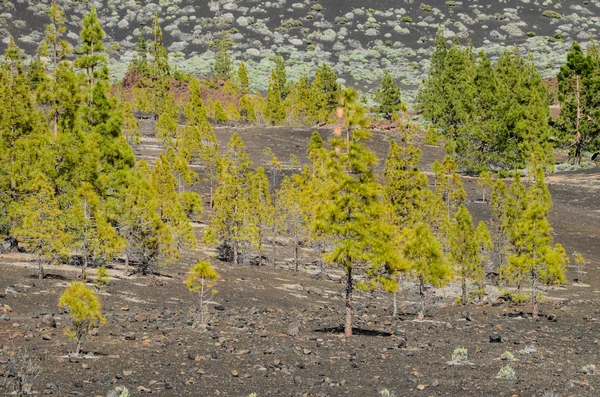 Bosque en el Parque Nacional del Teide Tenerife — Foto de Stock