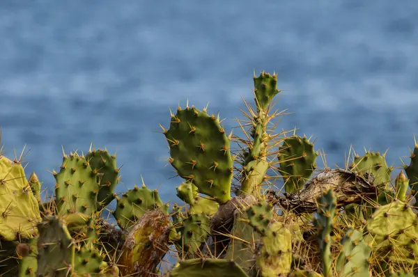 Pricly päron vilda gröna saftiga Cactus — Stockfoto