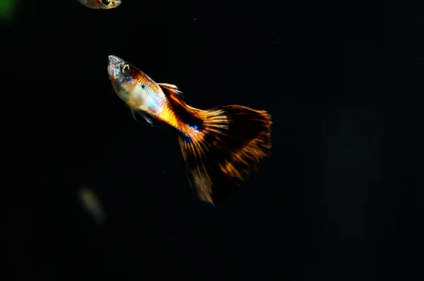 Guppy multi peixes coloridos — Fotografia de Stock