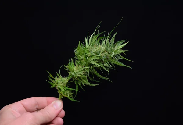 Close up of hemp buds — Stock Photo, Image