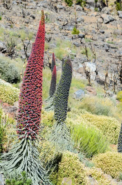 Tenerife adasının Tajinaste çiçek — Stok fotoğraf