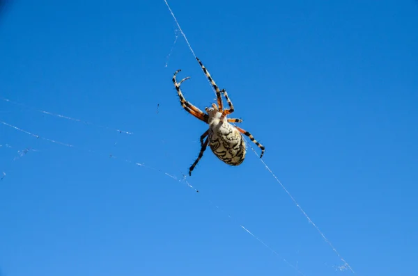 Araña y tela —  Fotos de Stock