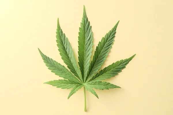 Cannabis leaf — Stockfoto