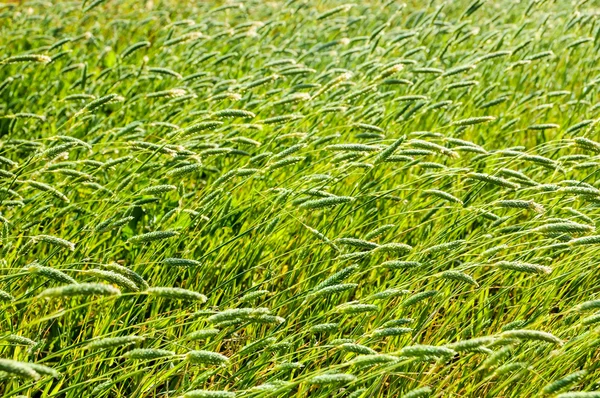 Texture Grass — Stock Photo, Image