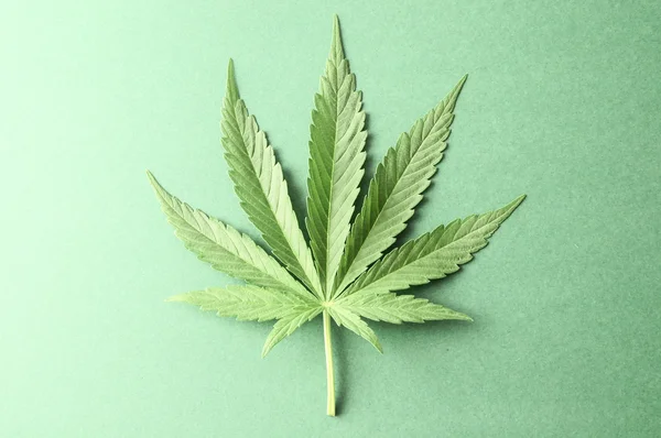 Feuille de cannabis — Photo