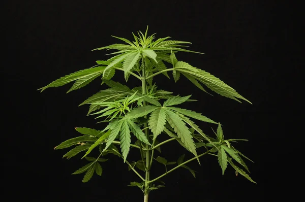 Marihuana — Stockfoto