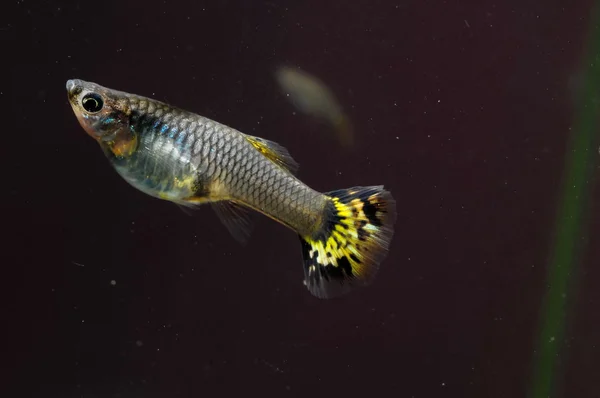 Guppy Multi Colored Fish — Stock Photo, Image