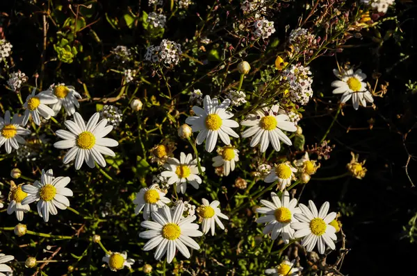 Kwiaty daisy camomilla — Zdjęcie stockowe