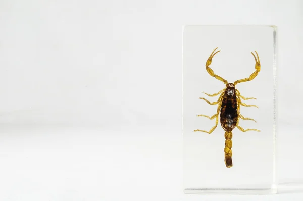 Inlagd skorpion — Stockfoto