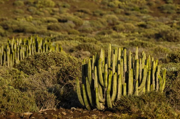 Cactus in de woestijn — Stockfoto