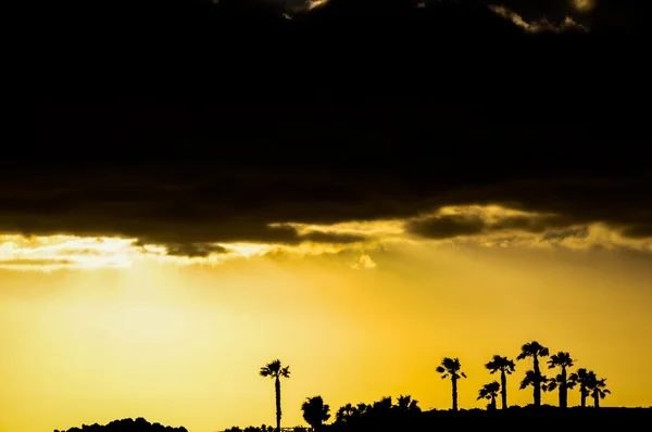 Palm tree sihouette — Stockfoto