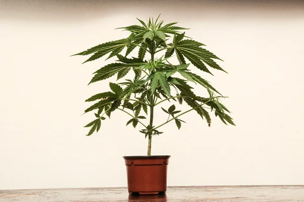 Marihuana — Stockfoto