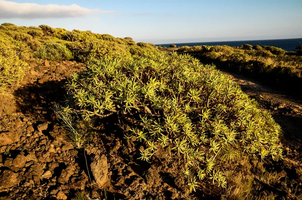 Cactus in the Desert — Stock Photo, Image