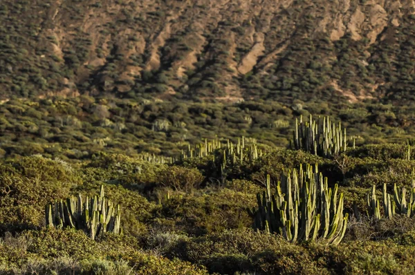 Cactus in de woestijn — Stockfoto